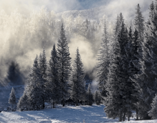  第三方控价公司（如维价公司）处置